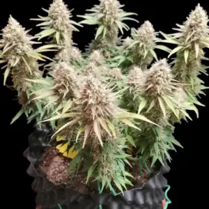 Amnesia – Ganja Farmer 3 Seeds