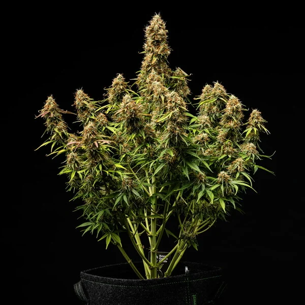 Gaia F1 RQS 3 Seeds 3 gaia