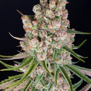 GMO Auto Barneys Farm 1 Seed