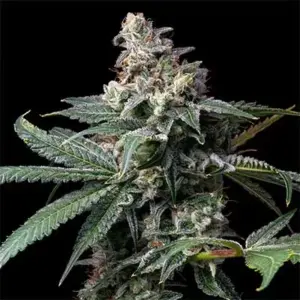 GMO X Hollywood Cookies Seed Bank 6 Seeds