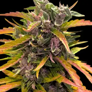 Gorilla Glue GG4 Auto Barneys Farm 1 Samen