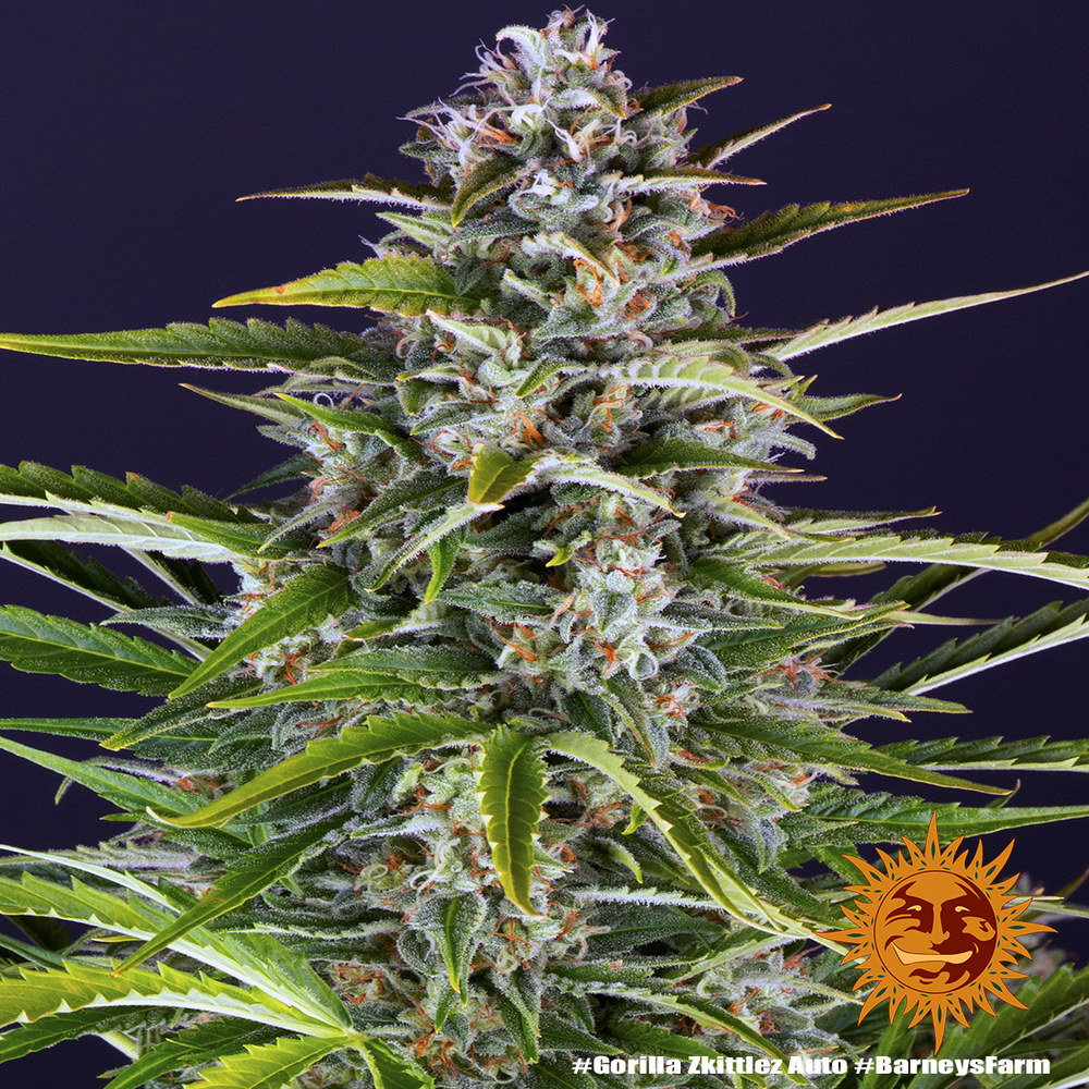 Gorilla Zkittlez Auto Barneys Farm 1 Seed 3 Gorilla Zkittlez Auto Barneys Farm 1 Seed – Bild 3