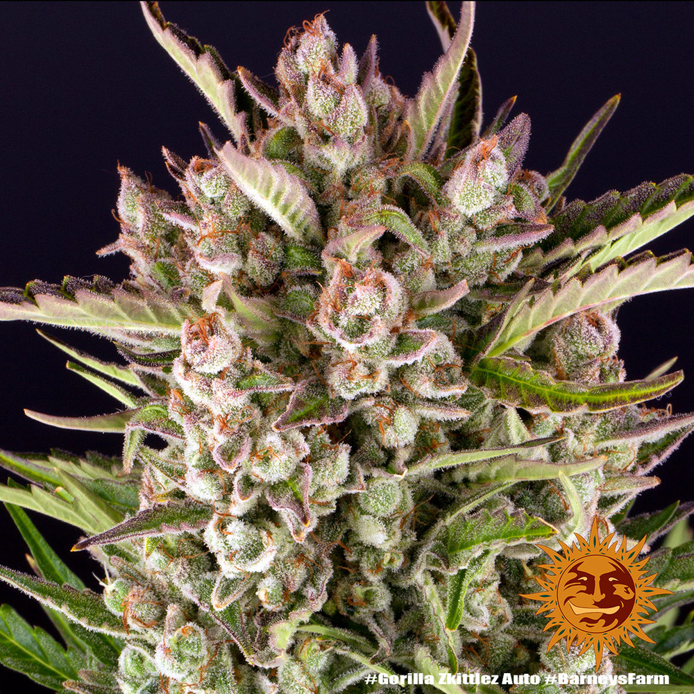 Gorilla Zkittlez Auto Barneys Farm 1 Seed 1 Gorilla Zkittlez Auto Barneys Farm 1 Seed