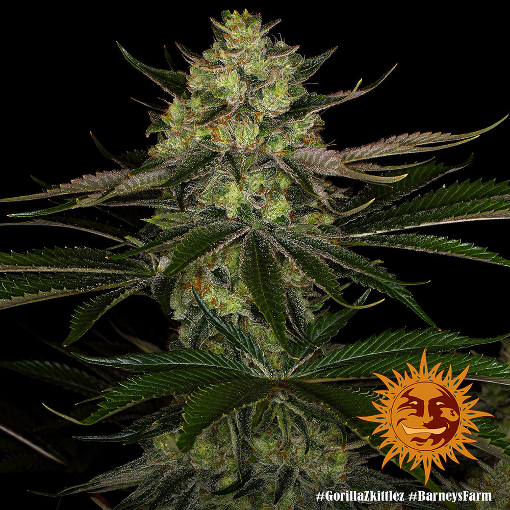 Gorilla Zkittlez Barneys Farm 3 Seeds 4 Gorilla Zkittlez Barneys Farm 3 Seeds – Bild 4