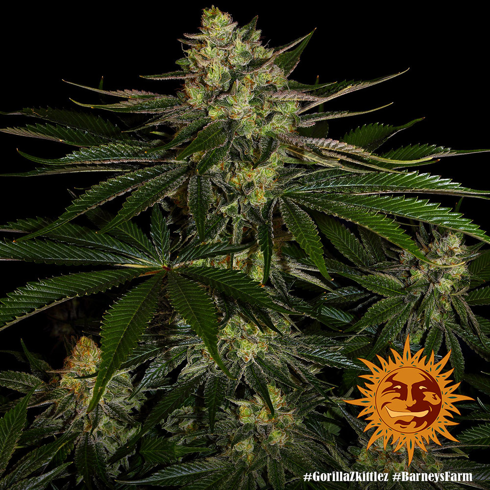 Gorilla Zkittlez Barneys Farm 3 Seeds 5 Gorilla Zkittlez Barneys Farm 3 Seeds – Bild 5