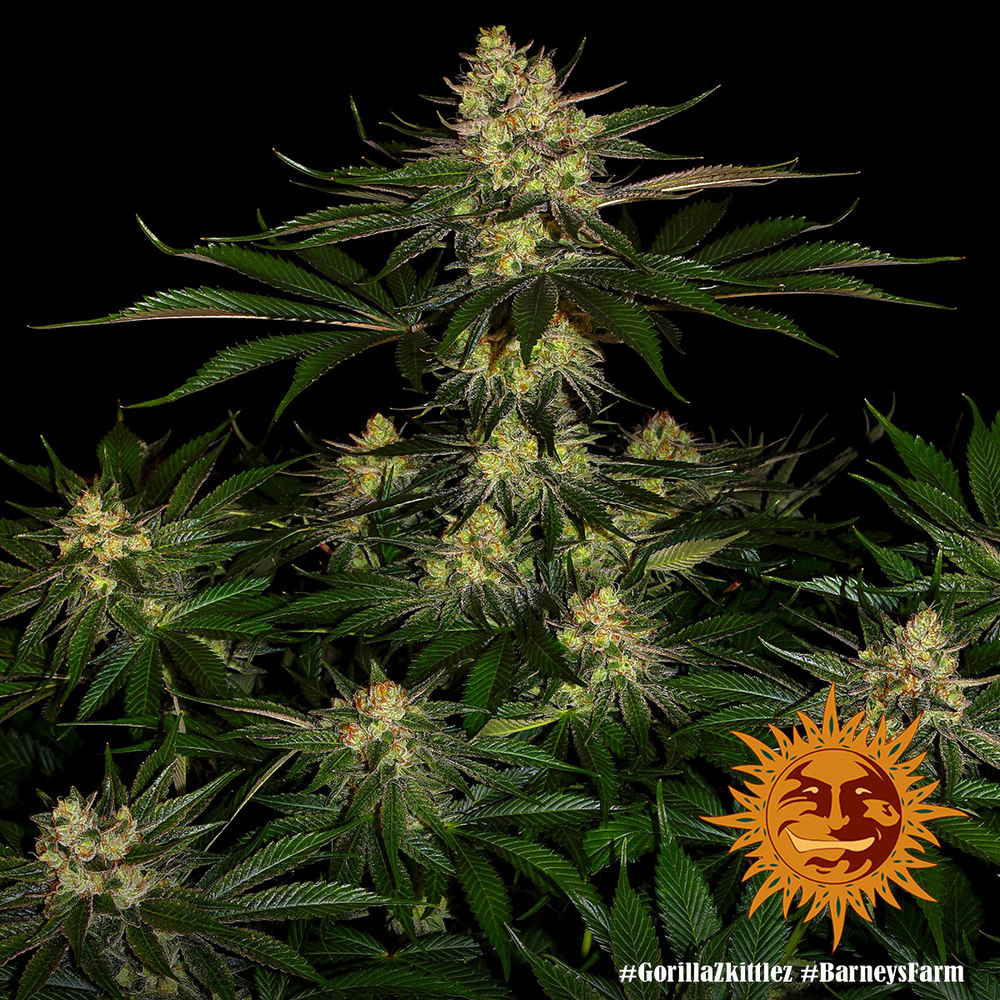 Gorilla Zkittlez Barneys Farm 3 Seeds 2 Gorilla Zkittlez Barneys Farm 3 Seeds – Bild 2