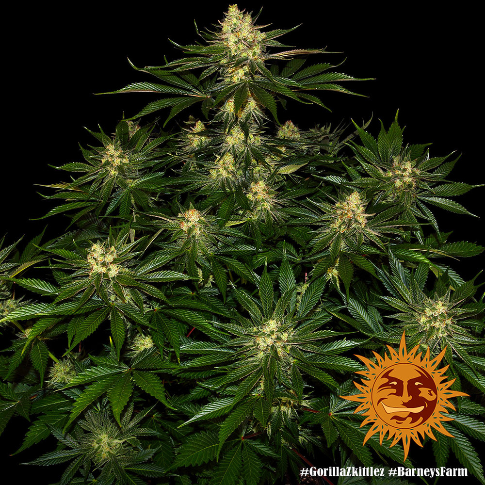 Gorilla Zkittlez Barneys Farm 3 Seeds 6 Gorilla Zkittlez Barneys Farm 3 Seeds – Bild 6