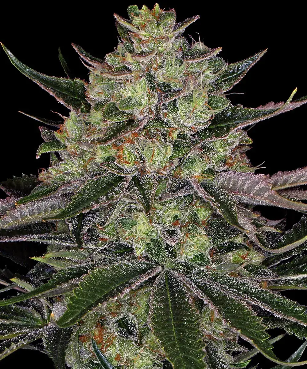 Gorilla Zkittlez Barneys Farm 3 Seeds 1 Gorilla Zkittlez Barneys Farm 3 Seeds