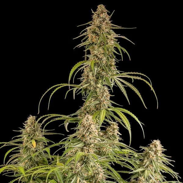 Hyperion F1 3 Seeds RQS 7 Hyperion F1 3 Seeds RQS – Bild 7