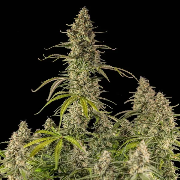 Hyperion F1 3 Seeds RQS 6 Hyperion F1 3 Seeds RQS – Bild 6