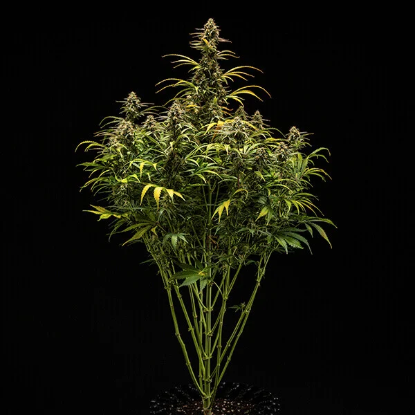 Hyperion F1 3 Seeds RQS 5 Hyperion F1 3 Seeds RQS – Bild 5