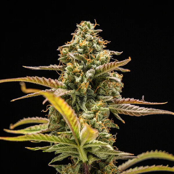 Hyperion F1 3 Seeds RQS 4 Hyperion F1 3 Seeds RQS – Bild 4