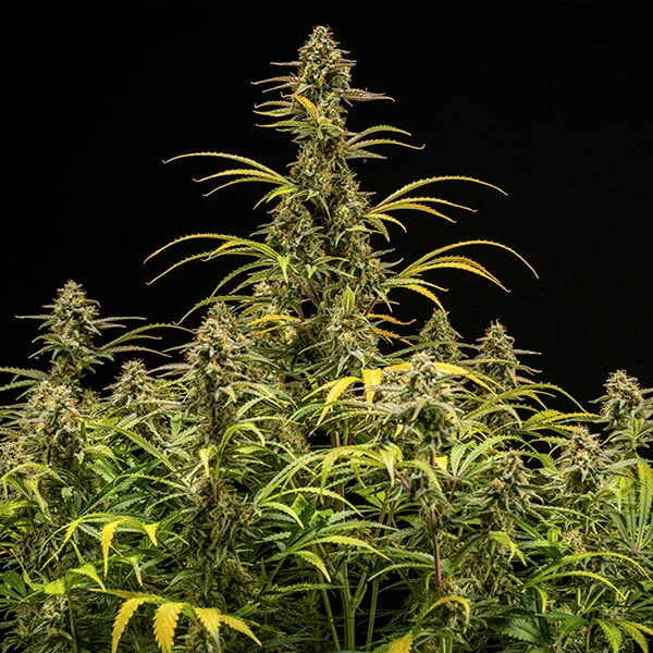 Hyperion F1 3 Seeds RQS 1 Hyperion F1 3 Seeds RQS