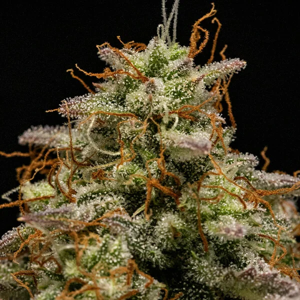 Hyperion F1 3 Seeds RQS 2 Hyperion F1 3 Seeds RQS – Bild 2