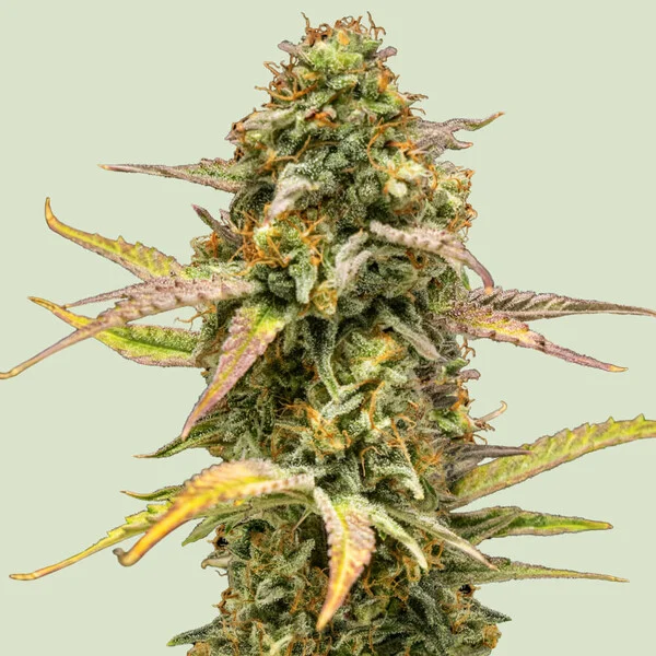 Hyperion F1 3 Seeds RQS 8 Hyperion F1 3 Seeds RQS – Bild 8