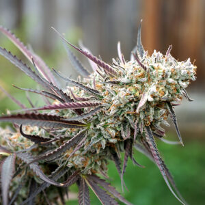 Ice Cream Cake Fast Flowering 3 Seeds Humboldt Seed