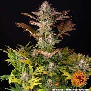 Jealousy Barneys Farm 3 Seeds