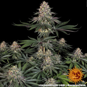 Lemon Drizzle Barneys Farm 3 Seeds