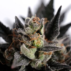 Lemon Haze Auto 3+1 Seeds Kannabia