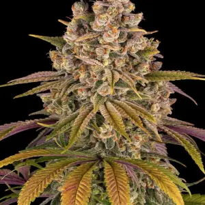 Lemon Tree Barneys Farm 3 Seeds