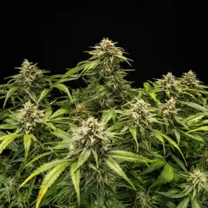 Medusa F1 3 Seeds RQS