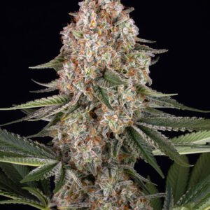 Mendo Breath Barneys Farm 3 Seeds