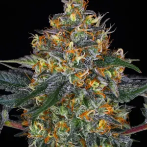 moby-dick-auto barney