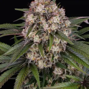 OG Kush Auto 1 Seed Barneys Farm