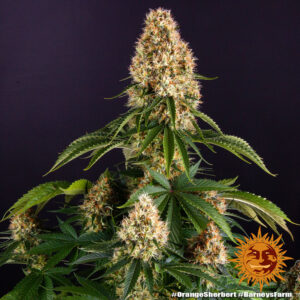 Orange Sherbert 1 Seed Barneys Farm