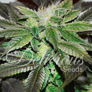 Sugar Candy 3 Seeds Delicious Seeds