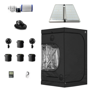 Caluma Set - 4 Plants Premium (120 x 120