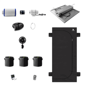 Caluma Set - 3 Plants Premium (100 x 100 cm