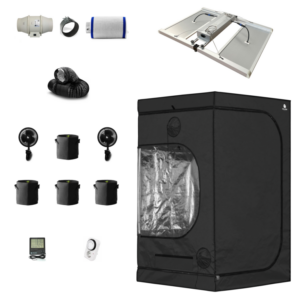 Caluma Set - 4 Plants Premium Plus (120 x 120