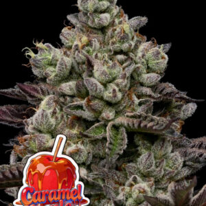 ONA Gel Apple Crumble 732g Glas