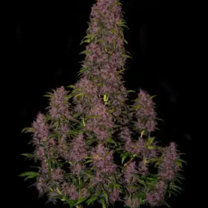 ONA Gel Polar Crystal 732g Glas