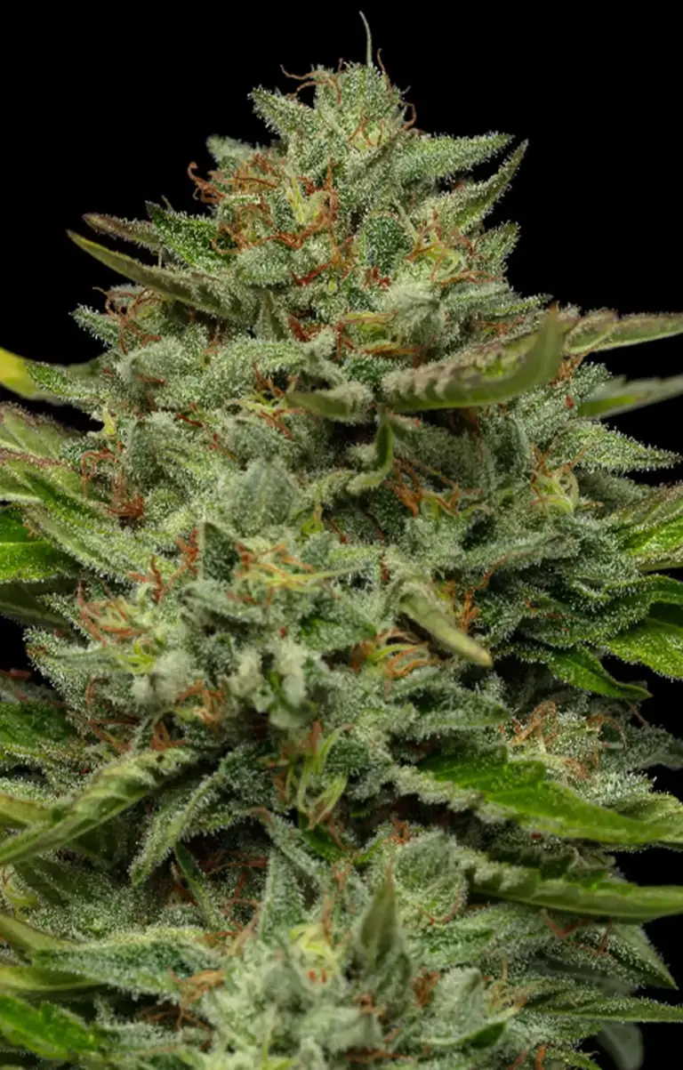 Emerald Harvest Emerald Goddess 9,46 l 1 Emerald Harvest Sturdy Stalk 9